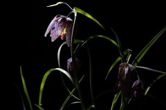 Makro Schachbrettblume