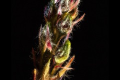 Makro Knospe